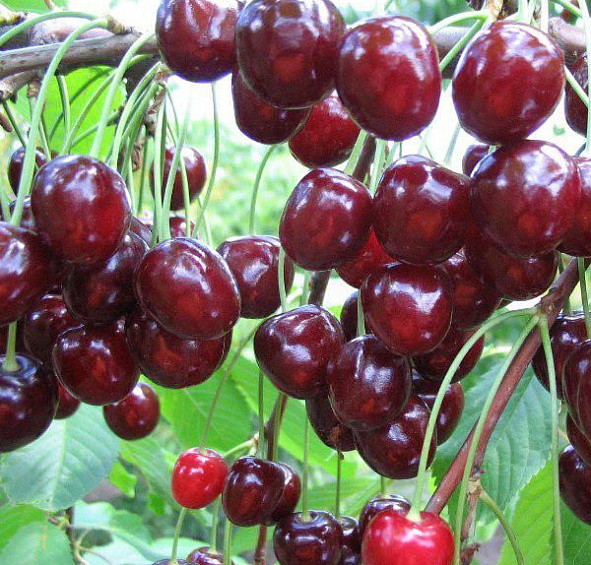 Черешня 'Ленинградская черная'